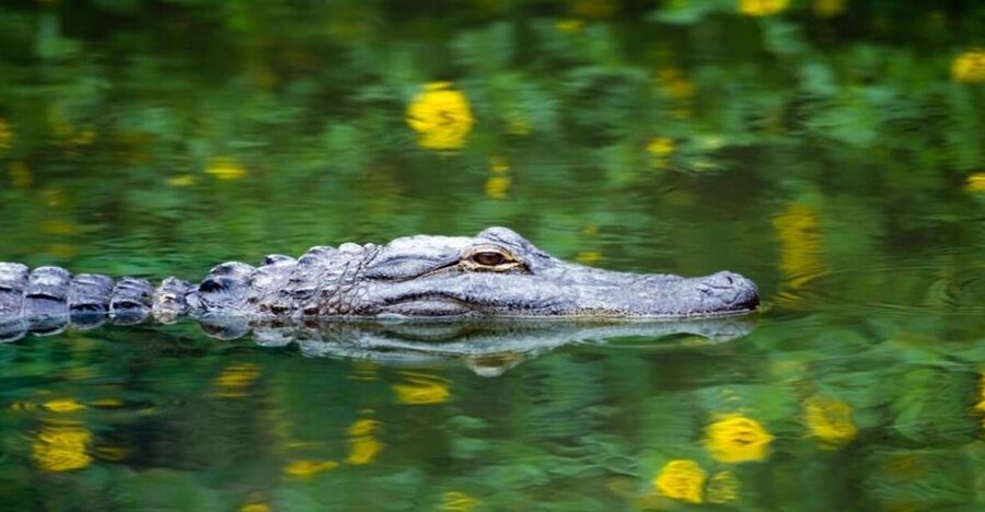 Fort Lauderdale: Everglades Express Tour with Airboat Ride - From Fort Lauderdale to the wetlands