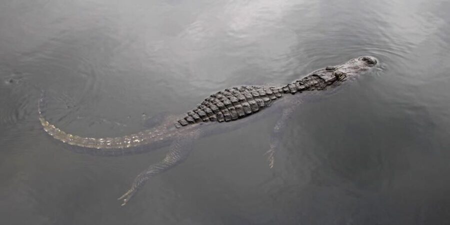 Fort Lauderdale: Everglades Express Tour with Airboat Ride - Reptiles at Sawgrass Recreation Park