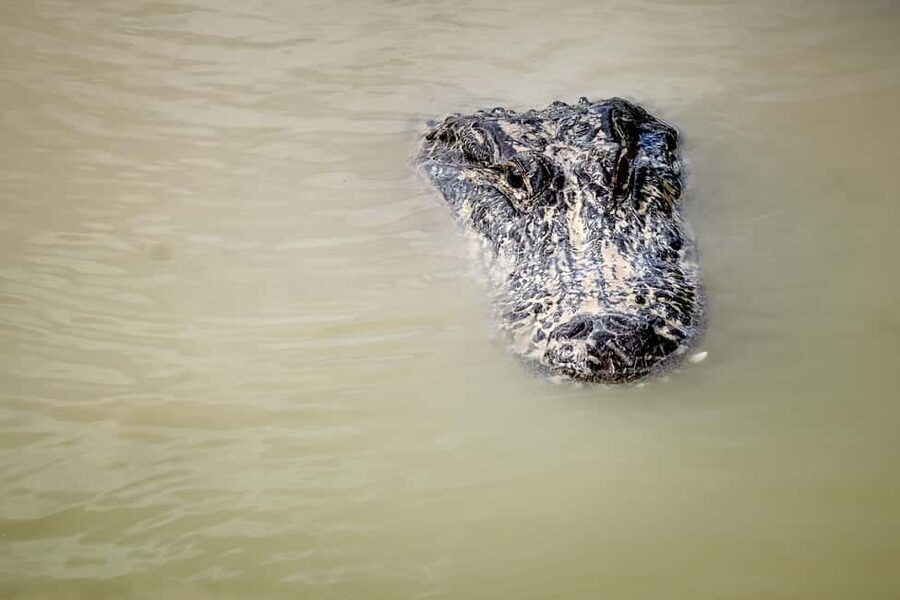 From Miami: Everglades Airboat Alligator Tour with Transfer - Leaving Miami for the wetlands
