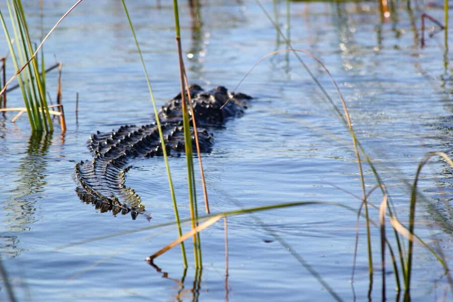 From Miami: Everglades Airboat Alligator Tour with Transfer - What the $79 price buys