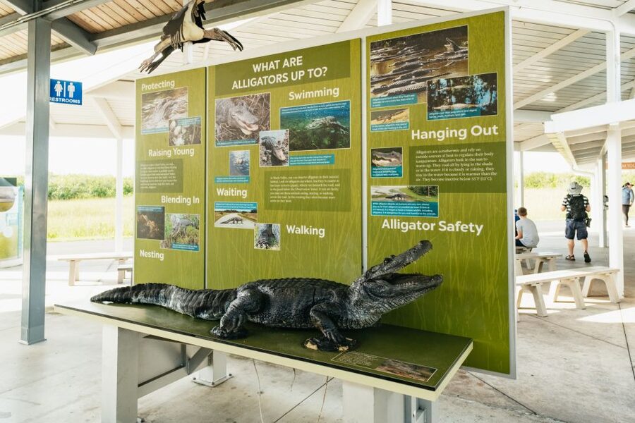 From Miami: Everglades Airboat Ride and Nature Walk - Should you book the Everglades airboat and nature walk?