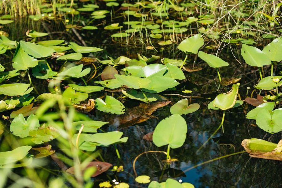 From Miami: Everglades Airboat Ride and Nature Walk - Take the airboat across the grasses