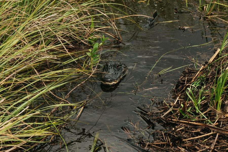 From Miami: Everglades Airboat Ride and Nature Walk - Is $189 a fair price?