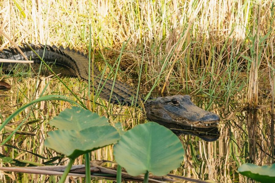 From Miami: Everglades Airboat, Wildlife Show & Bus Transfer - The park presentation and photo stop