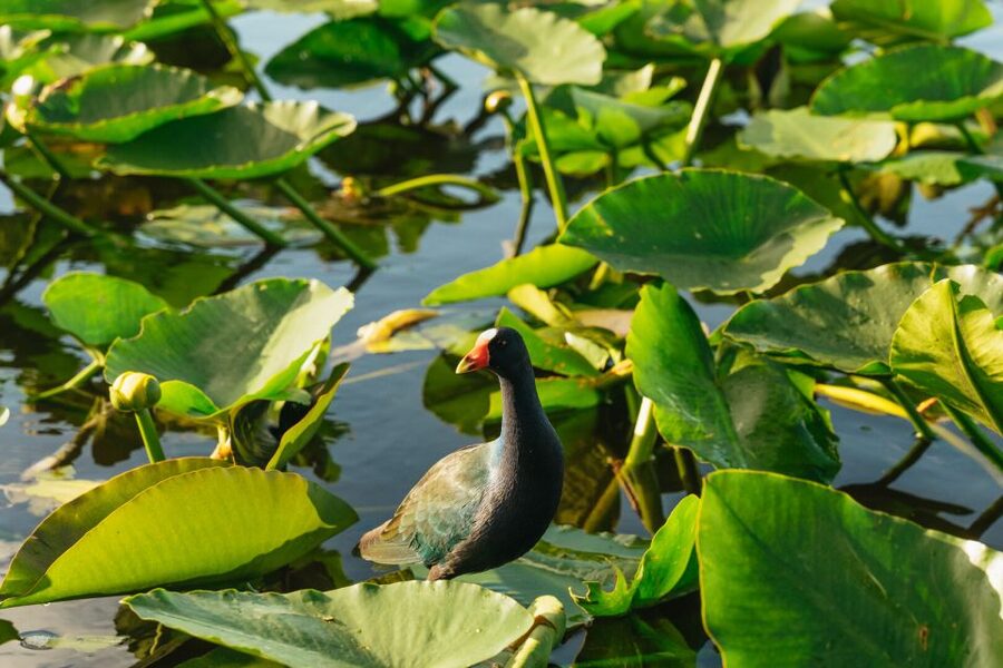 From Miami: Everglades Airboat, Wildlife Show & Bus Transfer - What the $49 price buys you