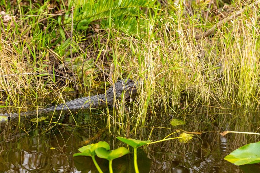 From Miami: Everglades Wildlife Show, Airboat & Bus Transfer - When the city and bay add-ons make sense