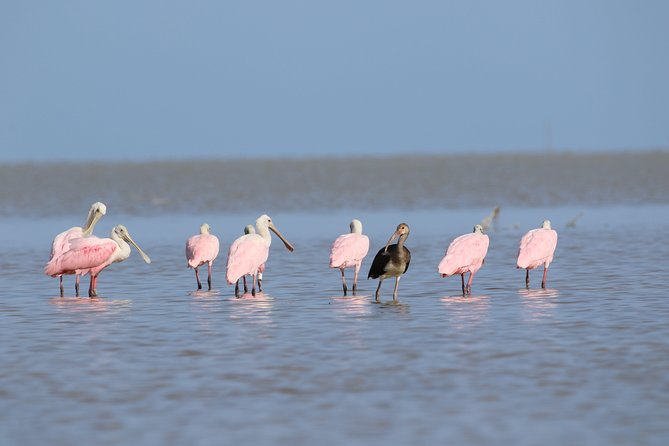 Full-Day Kayak Adventure in the Everglades - The Everglades, one paddle and one wet step at a time
