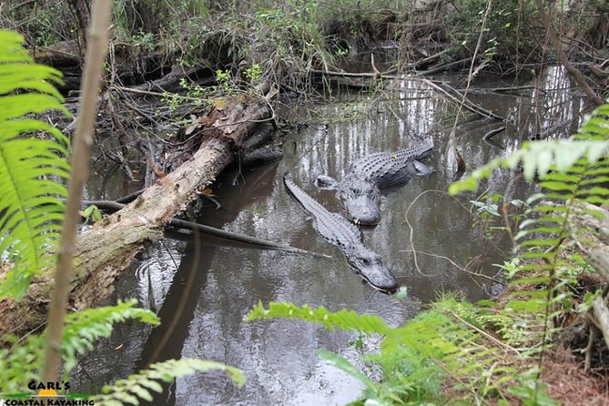 Full-Day Kayak Adventure in the Everglades - Meet in Homestead, then follow your guide