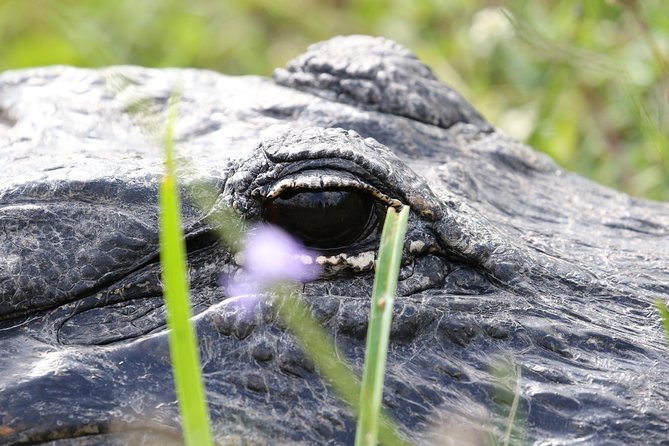 Full-Day Kayak Adventure in the Everglades - Freshwater, saltwater, and mangrove channels
