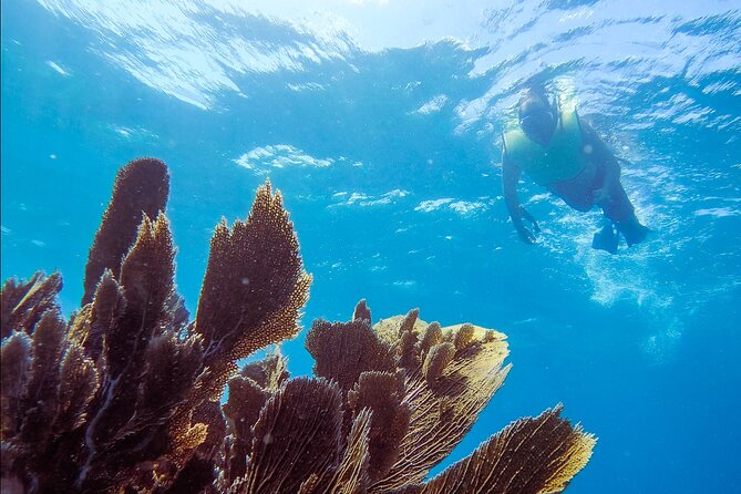 Guided Shallow 2 Tank Dive Trip for CERTIFIED SCUBA DIVERS ONLY! - Two Shallow Sites, One Key Largo Morning