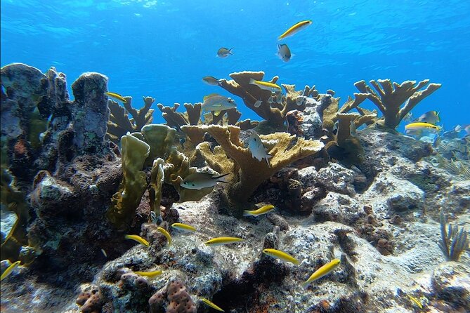 Guided Shallow 2 Tank Dive Trip for CERTIFIED SCUBA DIVERS ONLY! - Meeting Point and Practical Details