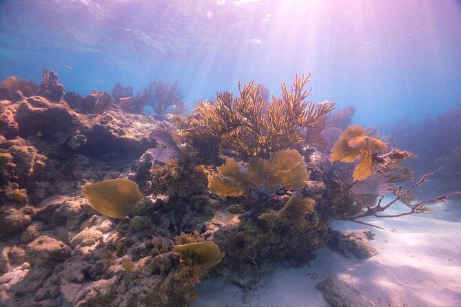 Guided Shallow 2 Tank Dive Trip for CERTIFIED SCUBA DIVERS ONLY! - The Pace, Guide, and Boat