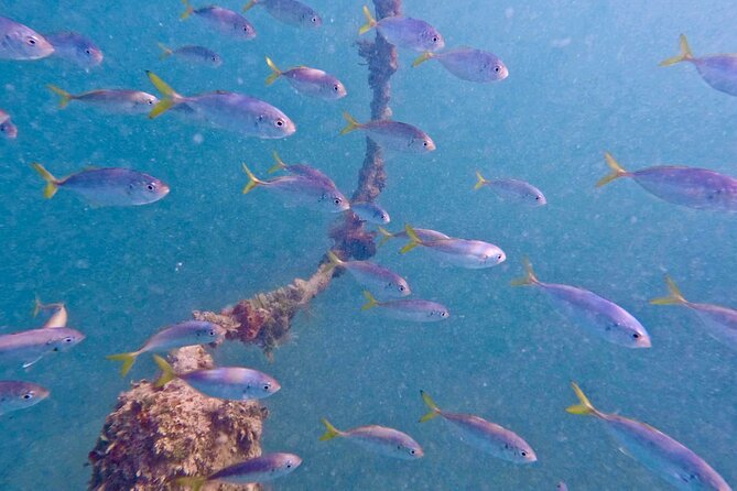 Guided Snorkel Experience, Free Videos in West Palm Beach - At a glance