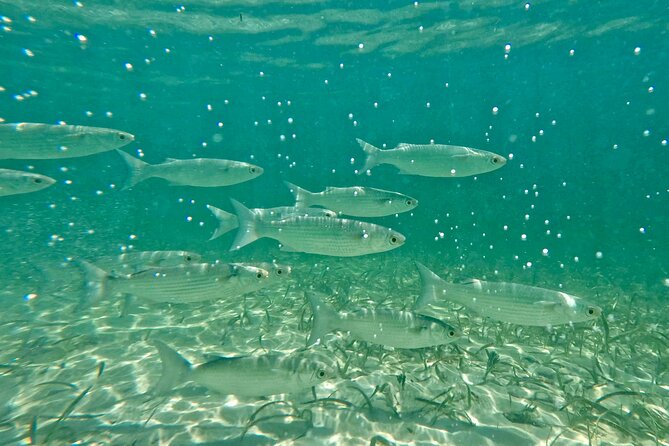 Guided Snorkel Experience, Free Videos in West Palm Beach - The videos are a useful extra