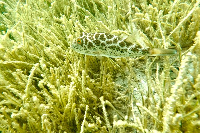 Guided Snorkel Experience, Free Videos in West Palm Beach - Is $45 good value?