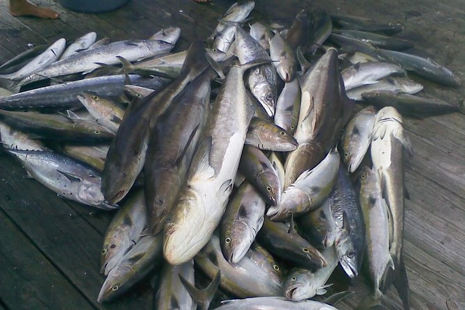 Half-Day Deep-Sea Fishing at Riviera Beach - Who should book this Riviera Beach trip?