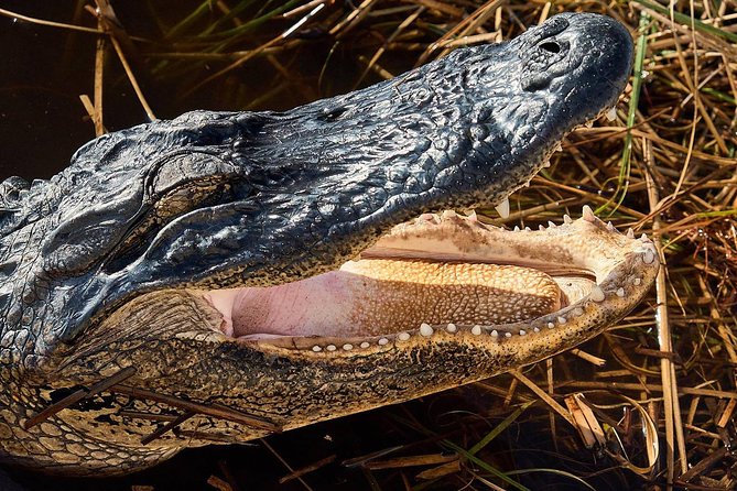 Half-day Everglades National Park Tour and 1-Hour Air Boat Ride - Who will enjoy this half-day outing