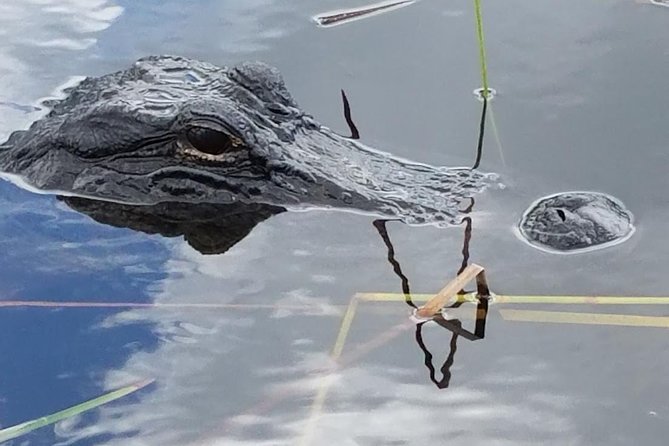 Half-day Everglades National Park Tour and 1-Hour Air Boat Ride - The airboat’s wide-water perspective