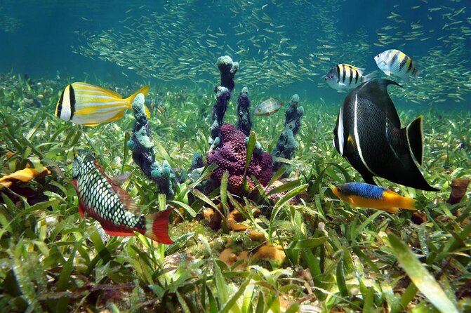 Half Day Scuba Diving Trip in the Florida Keys - Two reefs in one half-day