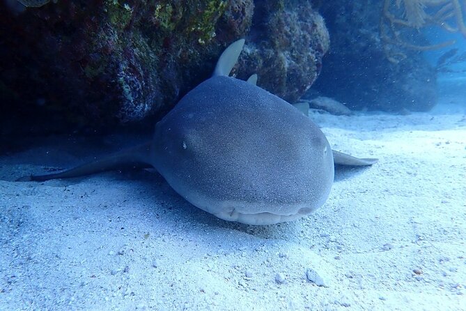 Half Day Scuba Diving Trip in the Florida Keys - Who should book this trip