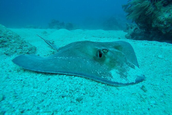 Half Day Scuba Diving Trip in the Florida Keys - Should you book it?