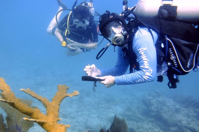 Half-Day Small-Group 2-Tank Scuba Dive in Key Largo (CERTIFIED DIVERS ONLY) - Should you book this Key Largo scuba outing?