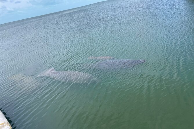 Key Largo Bay Dolphin Sunset Tour - Key Largo Bay at sunset, one boat and a small group