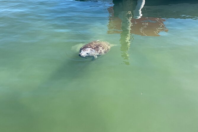 Key Largo Bay Dolphin Sunset Tour - Who will enjoy this cruise most