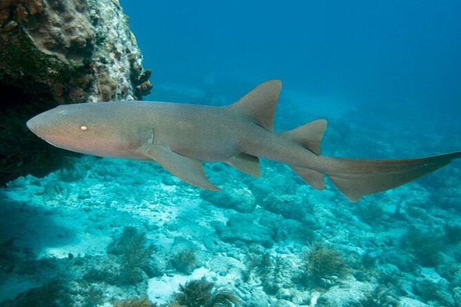 Key Largo Scuba Trip, 2 Location - 65 Min Per Site - What 65 minutes at each location really means