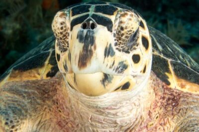 Key Largo Scuba Trip, 2 Location – 65 Min Per Site