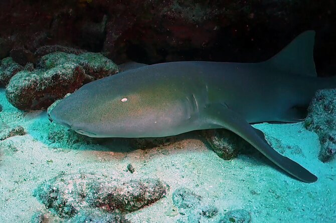 Key Largo Scuba Trip, 2 Location - 65 Min Per Site - Who should choose this trip?
