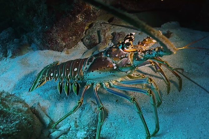 Key Largo Scuba Trip, 2 Location - 65 Min Per Site - FAQ