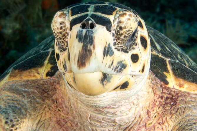 Key Largo Scuba Trip, 2 Location - 65 Min Per Site - Reef color, statues and wreck options