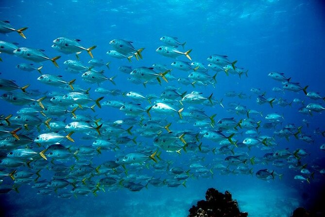 Key Largo Snorkel Tour, Two Locations - Equipment Included! - What to know before you book