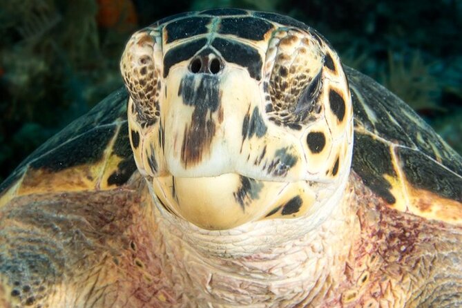 Key Largo Snorkel Tour, Two Locations - Equipment Included! - A mixed snorkel and scuba boat