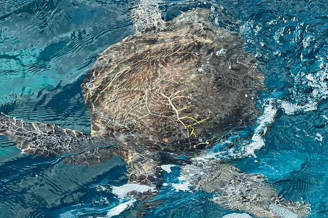 Key Largo Snorkel Tour, Two Locations - Equipment Included! - Timing, price, and what you get for $70