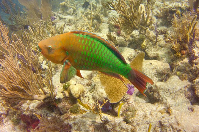 Key Largo Snorkel Tour, Two Locations - Equipment Included! - What the reef looks like from the surface