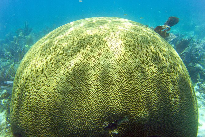 Key Largo Snorkeling Tour - rental mask, fins and vest INCLUDED - Is $67.50 good value?
