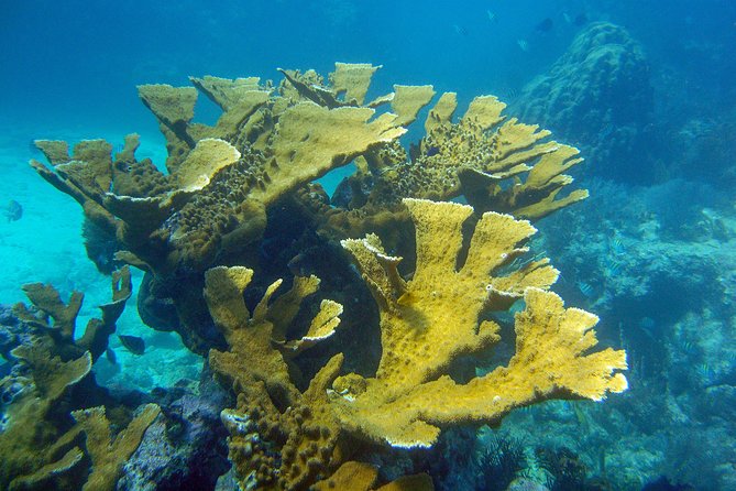 Key Largo Snorkeling Tour - rental mask, fins and vest INCLUDED - Who should book this Key Largo snorkel trip?