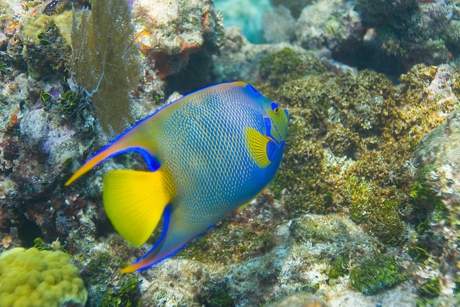Key Largo Snorkeling Tour - rental mask, fins and vest INCLUDED - FAQ