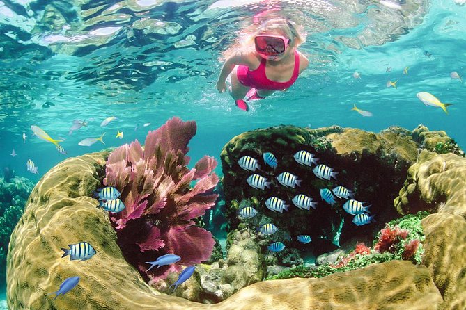 Key Largo Snorkeling Tour - rental mask, fins and vest INCLUDED - From Sundiver Station to the reef