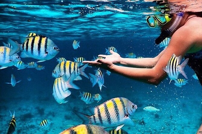 Key Largo Snorkeling Trips & Sandbar Tours - A private way to meet the Key Largo reef