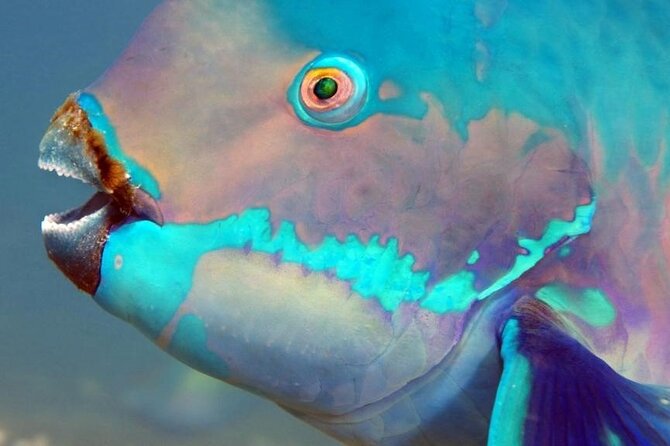 Key Largo Snorkeling Trips & Sandbar Tours - A guide who helps beginners and experienced swimmers