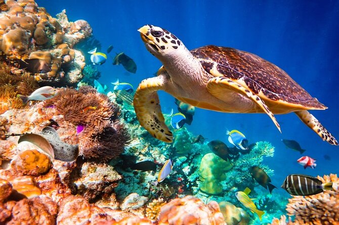 Key Largo Snorkeling Trips & Sandbar Tours - What to confirm before you reserve