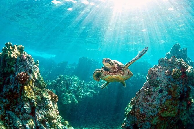 Key Largo Snorkeling Trips & Sandbar Tours - John Pennekamp’s protected coral and sea life