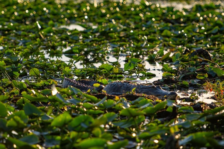 Kissimmee: Boggy Creek Airboat Ride with Optional Meal - Lily’s Butterfly Garden and Lorelei’s Critters