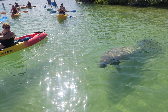 Mangrove Jungle Exploration on SUP/Kayak - From Collins Avenue to the mangroves