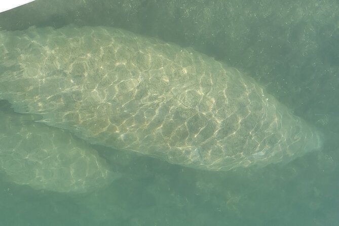 Mangrove Jungle Exploration on SUP/Kayak - Wildlife sightings depend on the day