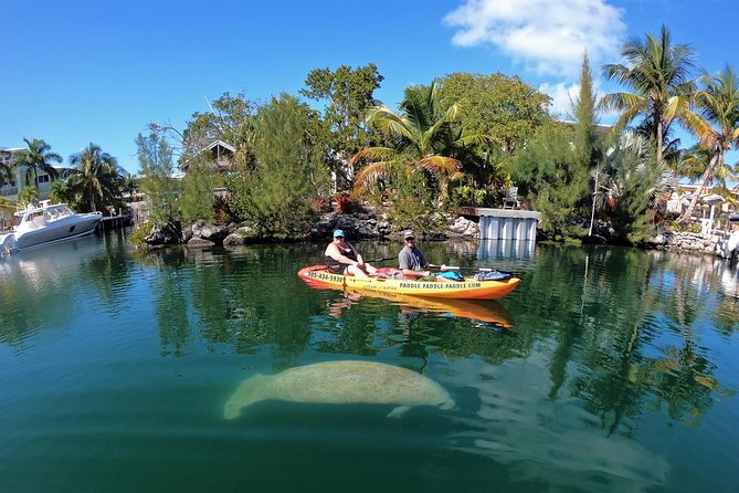 Mangroves and Manatees - Guided Kayak Eco Tour - Starting from the shop on Old Highway