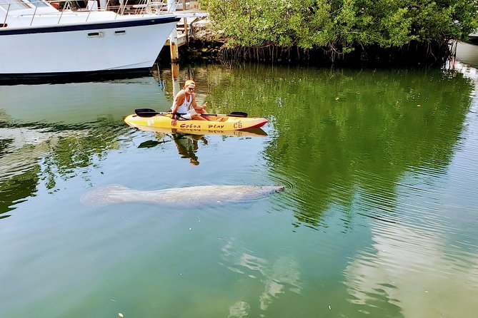 Mangroves and Manatees - Guided Kayak Eco Tour - Following the creek into the mangroves